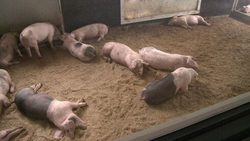 2018-09-04 00:00:00 - Boer zet deur varkensstal open voor publiek