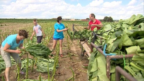 2016-07-13 00:00:00 - Tabaksoogst dreigt zwaar tegen te vallen