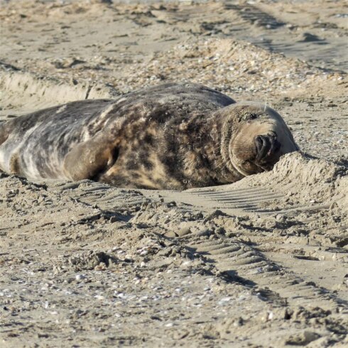 2023-02-14 00:00:00 - Dit is zeehond Valentijn: genietend op strand van De Panne