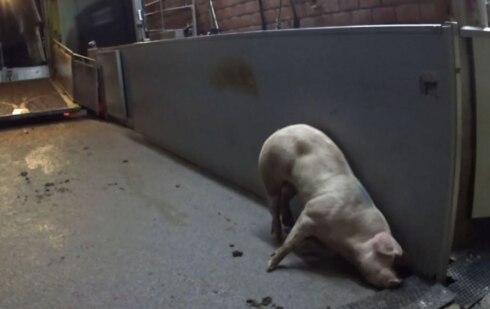 2020-06-23 00:00:00 - Animal Rights openbaart gruwelijke beelden slachthuis Torhout