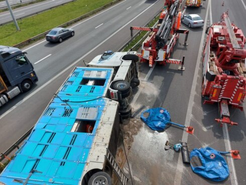 2021-04-28 00:00:00 - Vrachtwagen met varkens kantelt in Aalbeke, kwart van lading overleeft niet