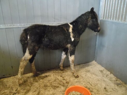 2019-12-10 00:00:00 - Verwaarloosde paarden aangetroffen bij Brugse fokker