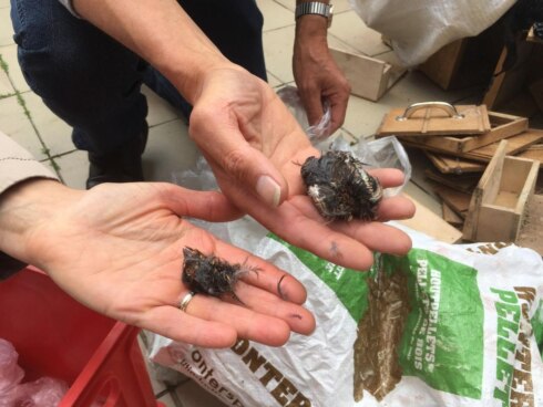 2019-06-20 00:00:00 - Dierenbeul in Houthulst: 22 vinken de kop afgetrokken