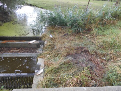 2018-08-26 00:00:00 - Opnieuw vissterfte in Leopoldkanaal