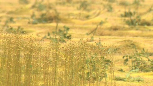 2019-07-17 00:00:00 - Vlasteelt herleeft weer in West-Vlaanderen