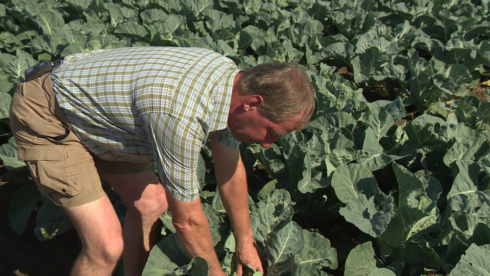 2016-09-13 00:00:00 - Opbrengst diepvriesgroententeelt fors lager