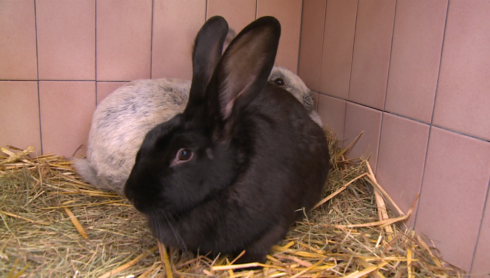 2017-08-11 00:00:00 - Weer verwaarloosde dieren in beslag genomen