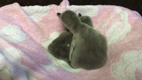 2019-04-25 00:00:00 - Twee pinguïns geboren in Sea Life Blankenberge