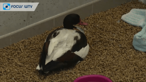 2022-08-21 00:00:00 - Vogelgriep waait over, nu toename van vogels met blauwwiervergiftiging