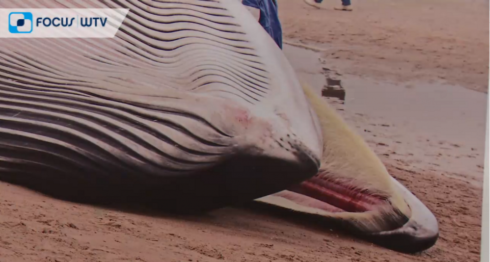 2019-06-29 00:00:00 - Tentoonstelling "Kijk, een Walvis" gestart in De Haan