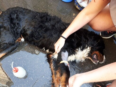 2018-07-01 00:00:00 - Drie honden urenlang opgesloten in auto, twee bezwijken onder hitte