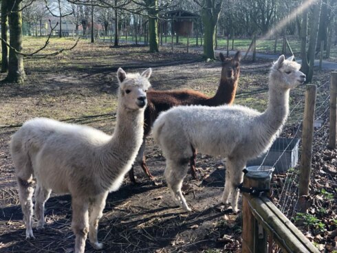 2019-03-17 00:00:00 - Wandelen met alpaca’s op Dag van de Zorg