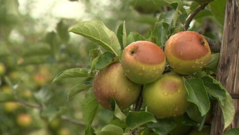 2019-07-27 00:00:00 - Appels verbrand door hitte