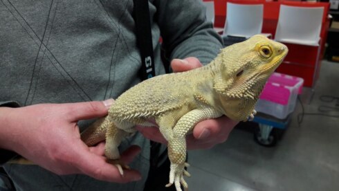 2019-12-10 00:00:00 - Dierenreddingsteam van brandweer haalt reptielen op