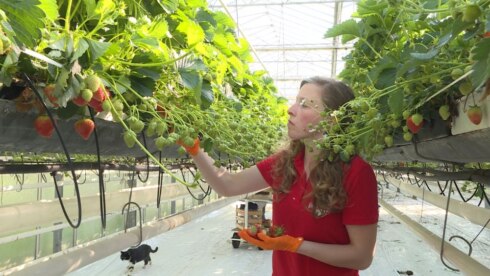 2020-04-11 00:00:00 - Straks handen te kort voor aardbeienpluk?