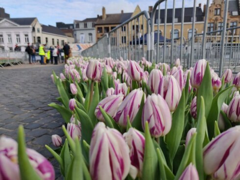 2021-03-20 00:00:00 - 37.500 tulpen voor het goede doel in Poperinge