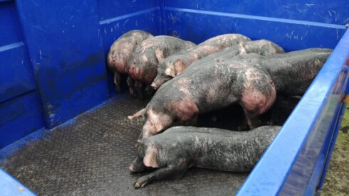 2021-03-21 00:00:00 - Dierenreddingsteam haalt 40 varkens uit aalput