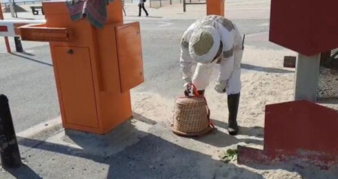 2021-06-01 00:00:00 - Opvallend: tienduizend bijen in slagboomkast Koksijde