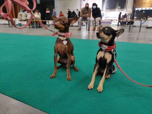 2021-11-21 00:00:00 - Honden zetten hun beste pootje voor op Eurodogshow in Kortrijk