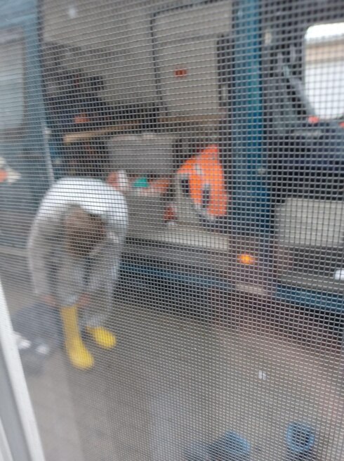 2022-02-24 00:00:00 - Drugslabo gevonden in Zwevezele