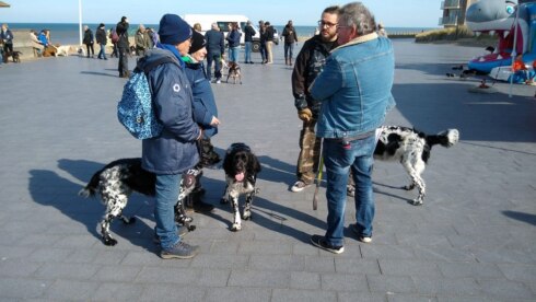 2022-03-13 00:00:00 - Wereldrecordpoging in Westende: op wandeling met 211 Münsterländers