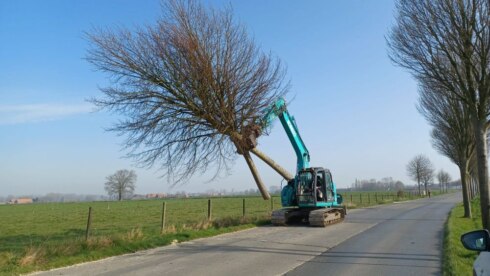 2022-03-28 00:00:00 - 110 bomen gerooid langs Kortemarkstraat in Torhout