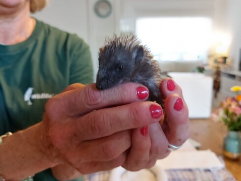 2022-06-14 00:00:00 - "Egels sterven door robotmaaiers" - Kortrijks raadslid Groen vraagt verbod