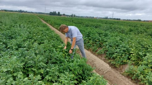 2022-08-19 00:00:00 - Aardappeloogst zal zwaar tegenvallen door extreme droogte
