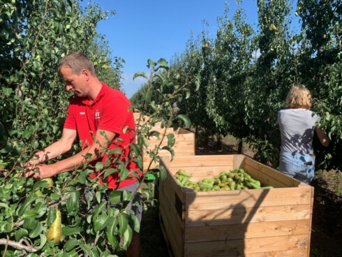 2022-08-22 00:00:00 - Perenoogst vroeger: "Lekkerder door veel zon"
