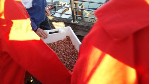 2022-10-09 00:00:00 - Nieuwpoort opent 'De Maand van de Garnaal'