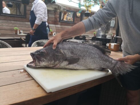 2023-07-06 00:00:00 - Unieke vangst: Zeebrugs restaurant zet zaagbaars op het menu