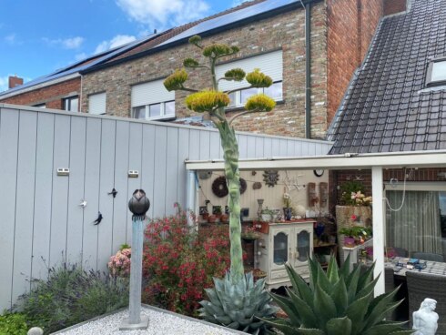 2023-08-01 00:00:00 - Exotische plant bloeit na 35 jaar: voor het eerst én laatst
