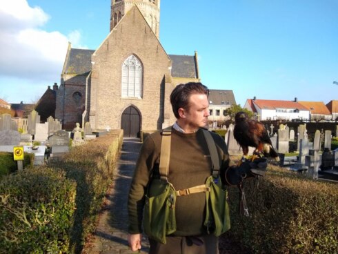 2020-02-06 00:00:00 - Woestijnbuizerd verjaagt duiven van kerktorens