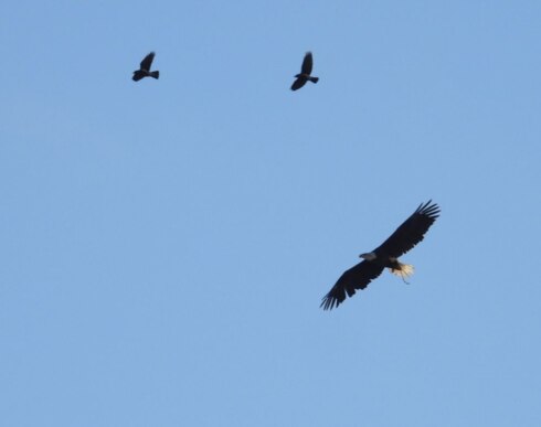 2022-10-03 00:00:00 - Amerikaanse zeearend gespot aan onze kust
