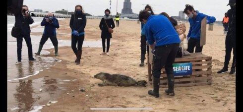 2021-04-28 00:00:00 - Sea Life Blankenberge laat drie zeehondjes vrij
