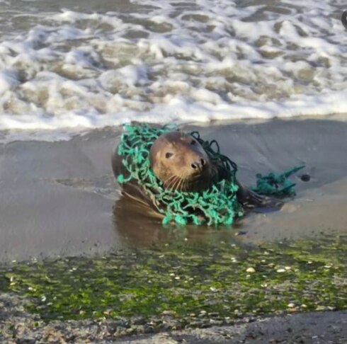 2022-12-12 00:00:00 - Gezocht: zeehond met visnet rond hals: "Levensbedreigend"