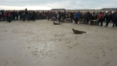 2018-03-31 00:00:00 - Sea Life laat vijf zeehonden vrij
