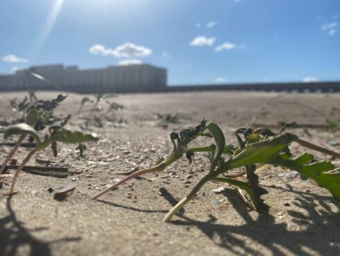 2020-05-14 00:00:00 - Opmerkelijke kieming van Zeeraket op stranden