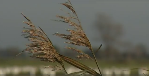 2016-09-21 00:00:00 - Kans op zelfdoding grootst bij West-Vlaamse vrouwen