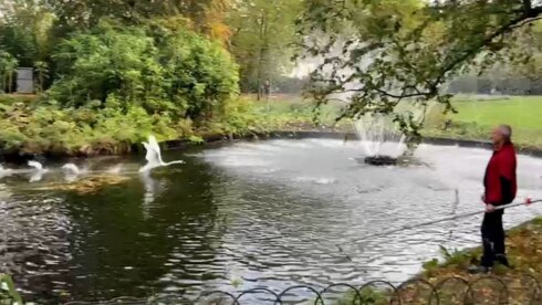 2022-10-27 00:00:00 - Een verloren gevlogen Brugse zwaan: die vang je niet zomaar