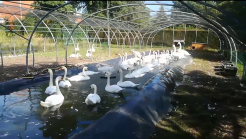 2018-09-11 00:00:00 - Zwanen mogen nog altijd niet op Reien