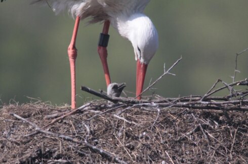 2020-04-28 00:00:00 - Eerste ooievaarsjongen van 2020 geboren in Zwin Natuur Park
