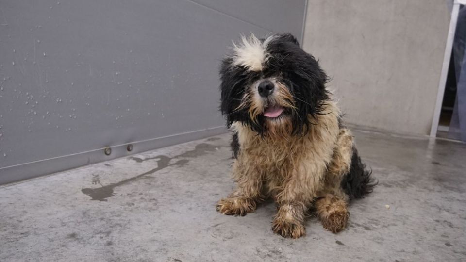 2018-06-02 00:00:00 - 29 verwaarloosde honden in beslag genomen - image-3.jpg