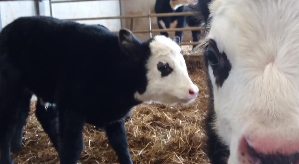 2020-02-25 00:00:00 - Schattig: pandakoe baart drieling in Oudenburg - pandakalf.jpeg