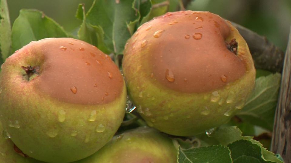 2019-07-27 00:00:00 - Appels verbrand door hitte - whatsapp_image_2019-07-27_at_12.48.50.jpeg