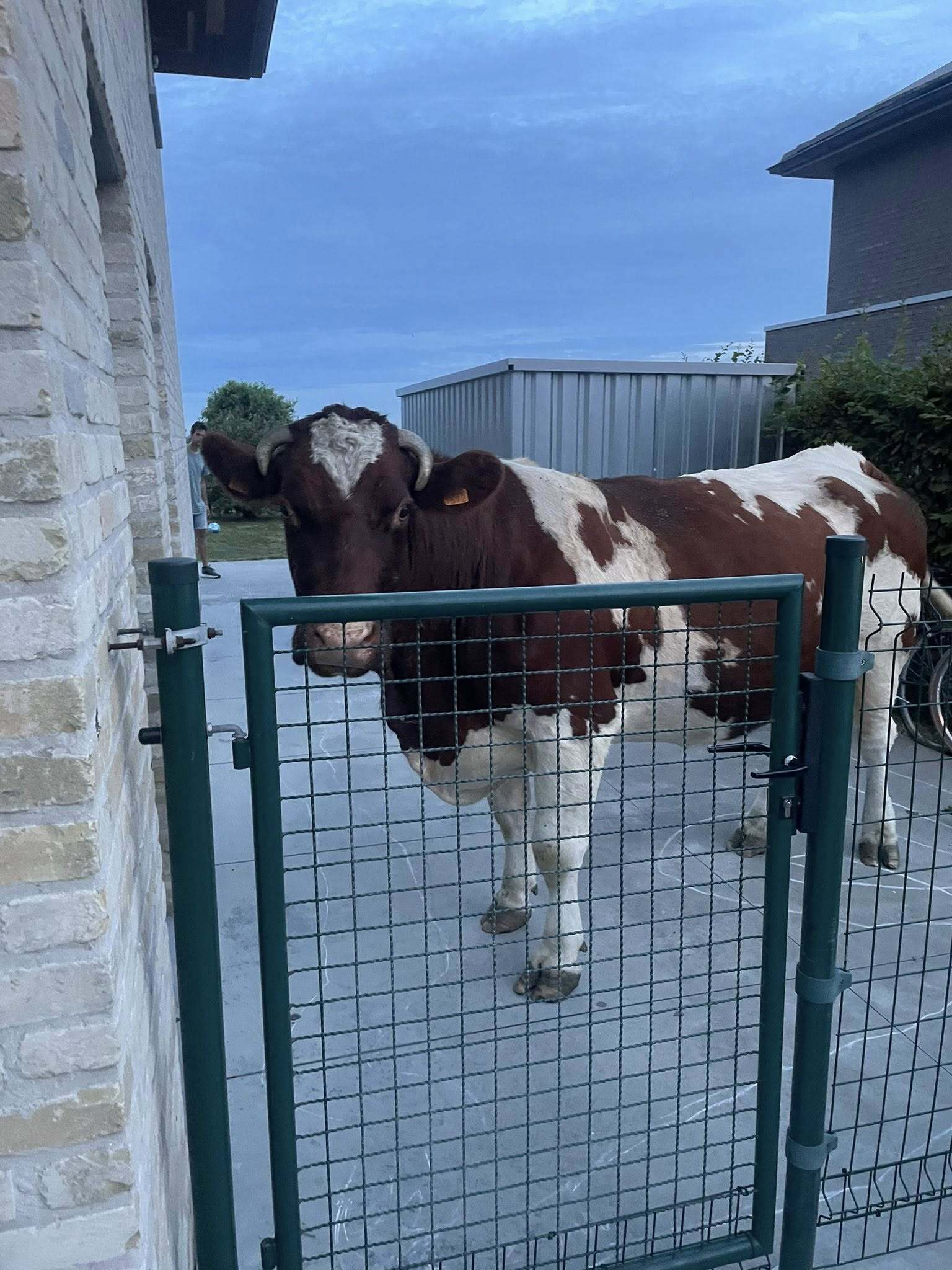Mo How Zeg Dan Staat Er Plots Een Koe Op Je Terras Focus En WTV Mo How Zeg Dan Staat Er Plots Een Koe Op Je Terras Focus En WTV